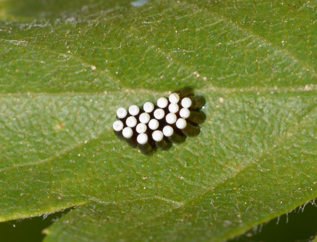 Uova di Rhynocoris sp. (Reduviidae) ?  S !